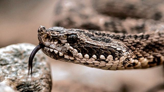 Serpientes: picaduras, precauciones y recomendaciones. Serpientes: picaduras, precauciones y recomendaciones.