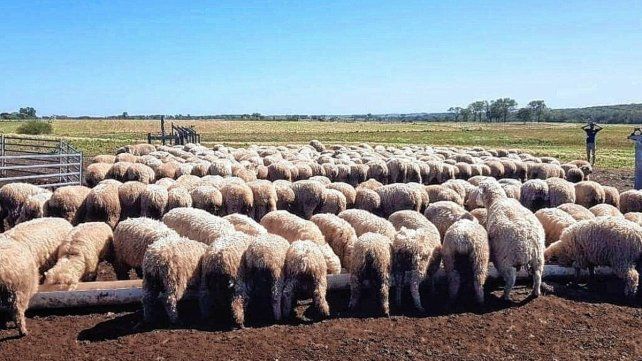 La producción de carne ovina es una apuesta fuerte en Gobernador Mansilla La producción de carne ovina es una apuesta fuerte en Gobernador Mansilla