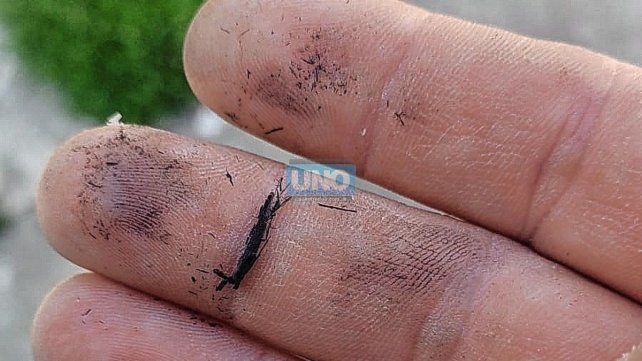 Vecinos de distinatas zonas de Paraná adviertieron la caída de cenizas que transportó el viento Vecinos de distinatas zonas de Paraná adviertieron la caída de cenizas que transportó el viento