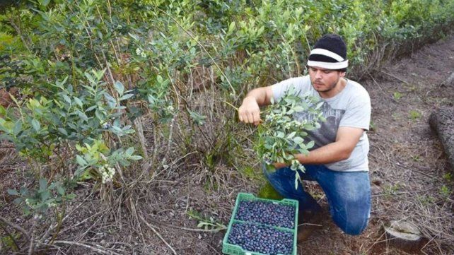 Conflicto en el ar&aacute;ndano: UATRE rompi&oacute; el di&aacute;logo directo con las empresas y se declar&oacute; en alerta permanente