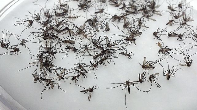 La lluvia ayuda a la proliferación de los mosquitos La lluvia ayuda a la proliferación de los mosquitos
