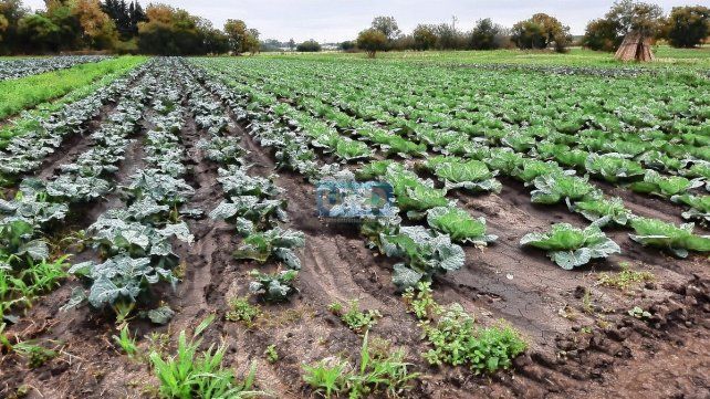 Horticultores esperan poder recuperarse de las pérdidas.