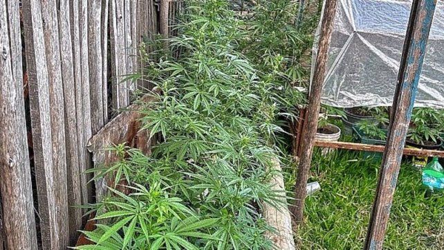 Operativo por marihuana. Operativo por marihuana. 
