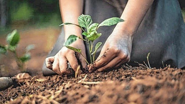 El frío comenzaó a sentirse con fuerza en Entre Ríos y el impacto ya se refleja en la producción hortícola El frío comenzaó a sentirse con fuerza en Entre Ríos y el impacto ya se refleja en la producción hortícola