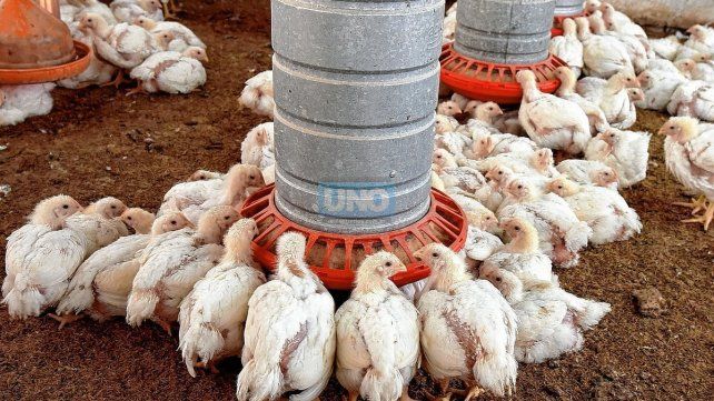 En el país se notificaron más de 100, y hay 14 confirmados de influenza aviar. Aclaran que se puede consumir la carne de pollo, huevos y sus productos derivados