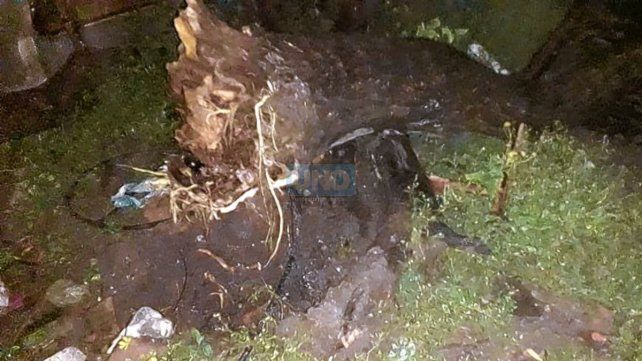 Temporal de lluvia y viento causó grandes daños en Paraná y zona