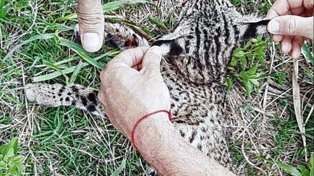 Gato montés. Son frecuentes los atropellos en las rutas.