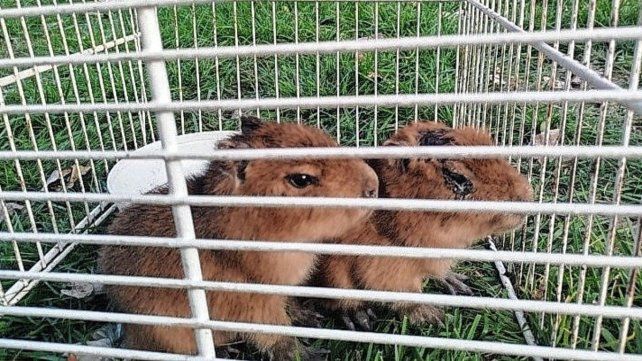 Numerosos carpinchos usamos como mascota logran ser rescatados Numerosos carpinchos usamos como mascota logran ser rescatados