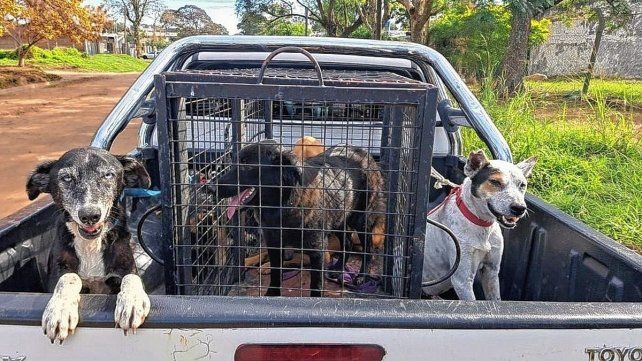 Rescate de perros en Concordia. Rescate de perros en Concordia.