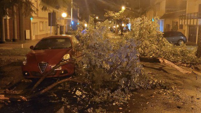 auto-arbol-caido-temporaljpg