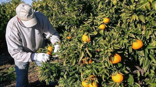 Cosecheros de citrus y arándanos suelen quedar sin trabajo entre diciembre y marzo