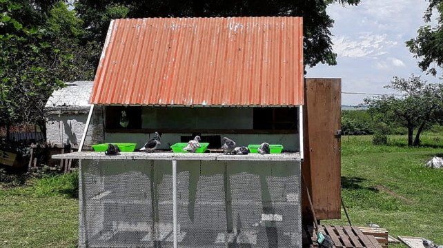 Palomas mensajeras, las atletas del cielo