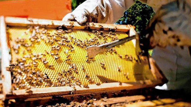 La apicultura repuntó en Entre Ríos.