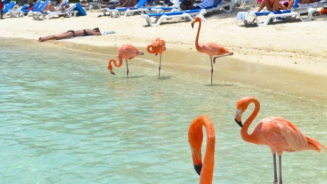 El Caribe y Brasil son los destinos más elegidos por los paranaenses que piensan viajar este verano El Caribe y Brasil son los destinos más elegidos por los paranaenses que piensan viajar este verano