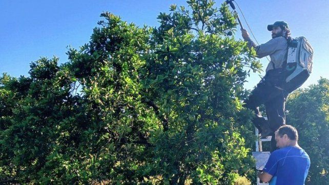 Cítricos. La campaña de medición con el espectro-radiómetro se realizó durante mayo de 2023 en la provincia de Entre Ríos, para medir la incidencia de la enfermedad Huanglongbing (HLB). Cítricos. La campaña de medición con el espectro-radiómetro se realizó durante mayo de 2023 en la provincia de Entre Ríos, para medir la incidencia de la enfermedad Huanglongbing (HLB).