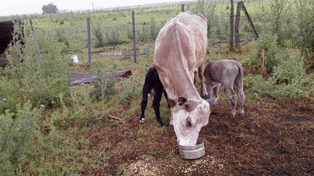 En Larroque, una vaca parió mellizos tres años consecutivos