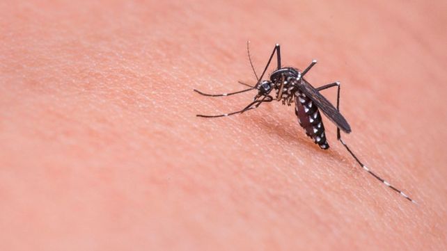 El Aedes Aegypti, el mosquito que transmite el dengue.