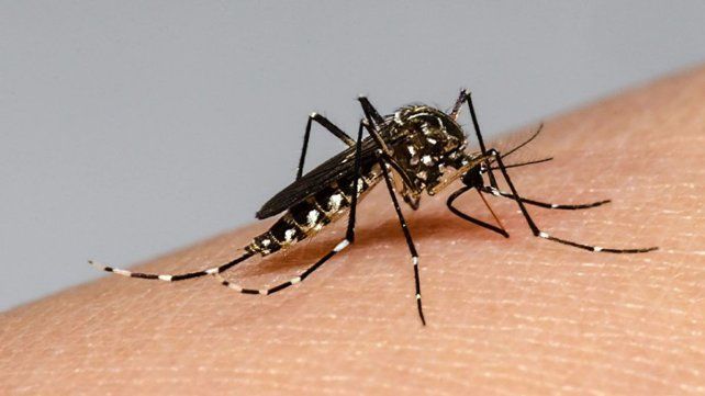 Los casos de dengue siguen bajos en la provincia.