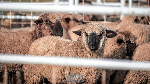 La producción de carne ovina se consolida en Entre Ríos La producción de carne ovina se consolida en Entre Ríos