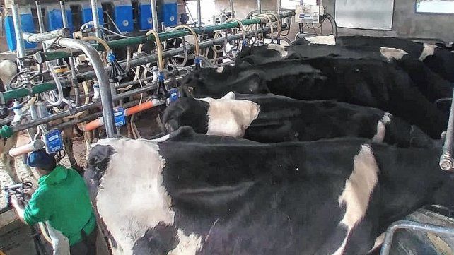 El tambo es uno de los ejes productivos de la Escuela Agrotécnica N°39