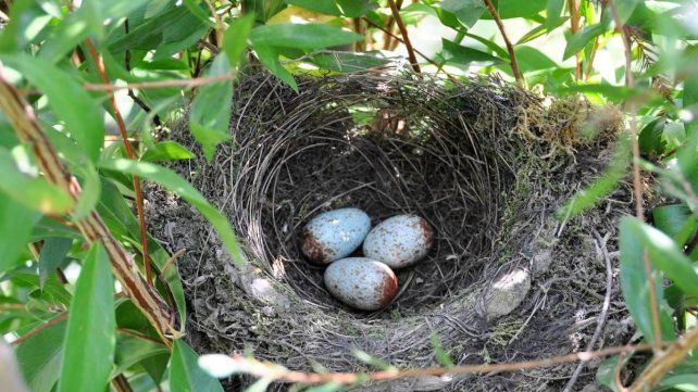 3 de marzo: letras regionales en el Día de la vida silvestre 3 de marzo: letras regionales en el Día de la vida silvestre