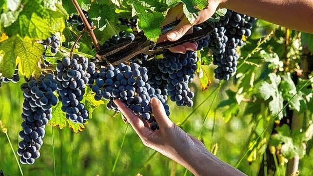 La vendimia ya empezó en la región.