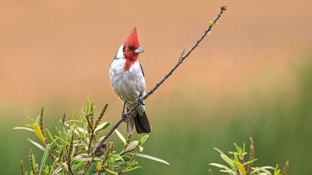 Cardenal. En Santa Adelina conviven aves del monte y el humedal.