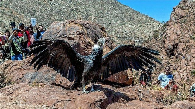 Siete crías de cóndores nacidas en cautiverio fueron liberadas en la Bioestación de Sierra Pailemán, en Río Negro.