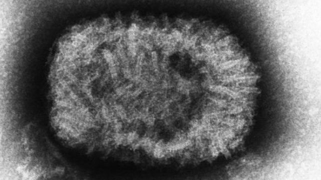 La viruela en el microscopio.