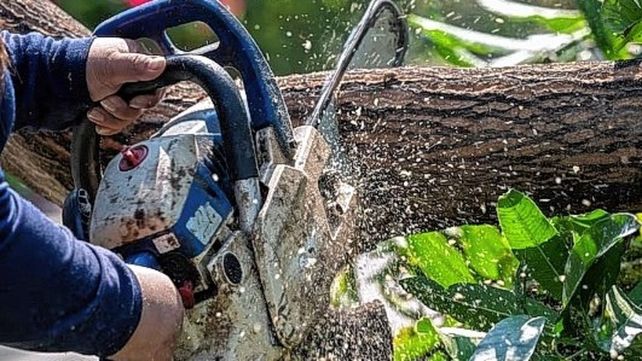 Consejos. Se pide a los podadores que se capaciten a fin de evitar desmochar los árboles. Las especies requieren una poda precisa para su normal desarrollo.