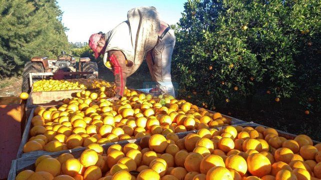 Cosechar cítricos: un trabajo manual insustituible