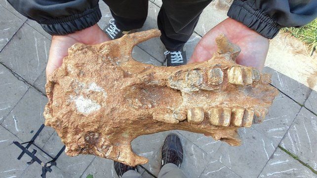 El hallazgo científico fue en la costa atlántica argentina