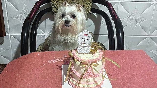 Es tedencia festejar fechas especiales con las mascotas. Es tedencia festejar fechas especiales con las mascotas.