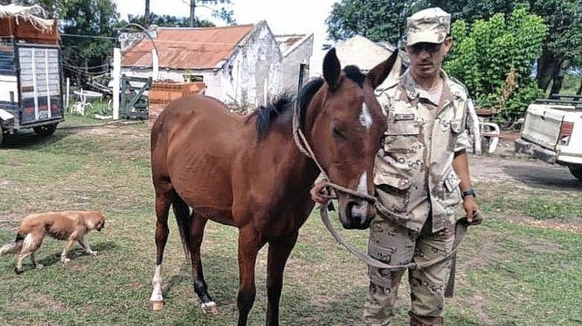 Gualeguaychú: recuperaron un potrillo zaino colorado robado