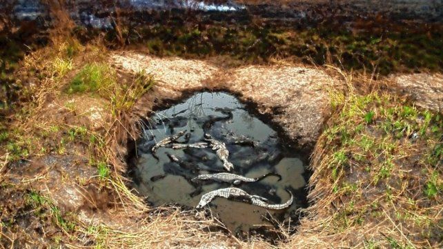 Las llamas no dan tregua en Corrientes. El fuego no solo amenaza a los residentes de la zona, sino también a cientos de animales, cuyo hábitat natural fue destruido por el fuego.