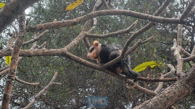 El animal apareció en un árbol de la Plaza 1° de Mayo de Paraná. Especialistas indican que son animales inofensivos para el ser humano y piden no matarlas