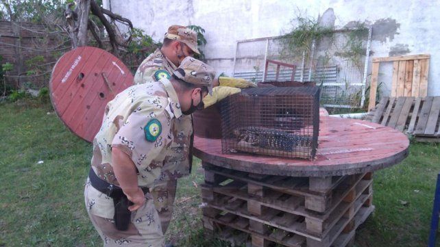 Paraná: hallaron una iguana en una oficina del Correo Argentino