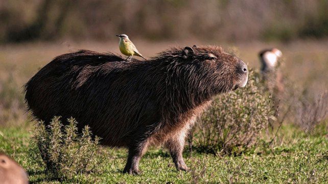 El Parque Nacional El Palmar es un lugar ideal para visitar este verano. El Parque Nacional El Palmar es un lugar ideal para visitar este verano.