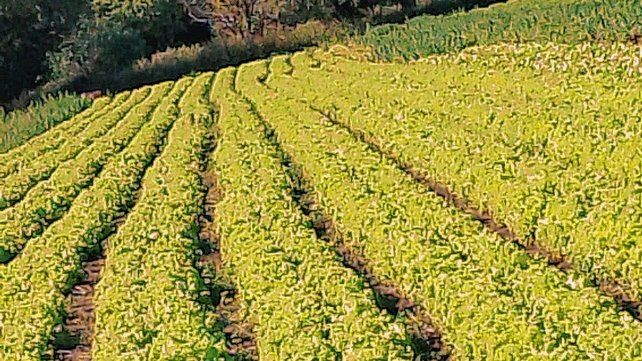 Horticultores se vieron afectados por la lluvia Horticultores se vieron afectados por la lluvia