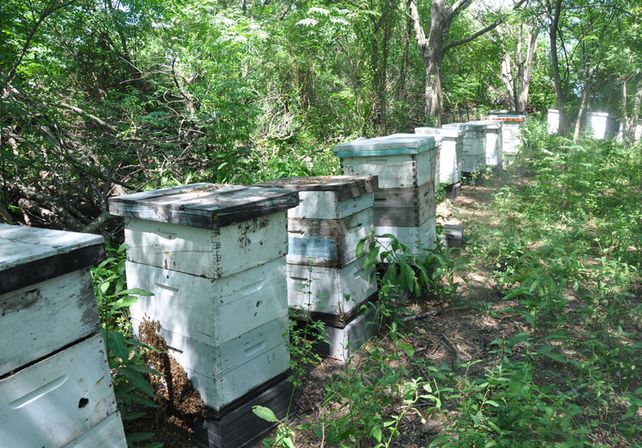 La producción apícola, una de las afectadas por las inundaciones. (Foto: Prensa Gobernación) La producción apícola, una de las afectadas por las inundaciones. (Foto: Prensa Gobernación)