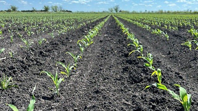 El avance es el más bajo de los últimos cinco años, por el déficit hídrico en los departamentos Paraná, Victoria, Diamante y Nogoyá El avance es el más bajo de los últimos cinco años, por el déficit hídrico en los departamentos Paraná, Victoria, Diamante y Nogoyá