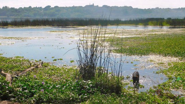 Quemas: tras la emergencia ambiental del 2020, hoy es clave proteger los humedales