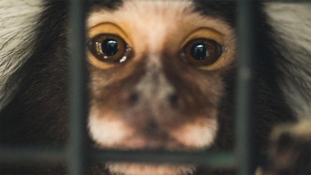 El amparo legal de los animales como sujeto de derechos, los tibios avances en Entre Ríos. Causas y denuncias archivadas. Casos de Mateo y Toti como antecedente