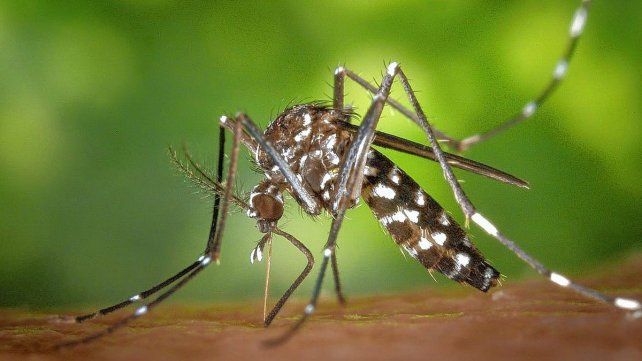 Dengue en Entre Ríos: no se registran casos autóctonos al inicio de la temporada. Dengue en Entre Ríos: no se registran casos autóctonos al inicio de la temporada.