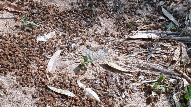 Fumigaciones: Pérdidas innumerables en el sector apícola (Gentileza Nelson Dalzotto, productor apícola)