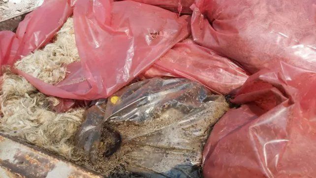 Paraná: se supo el origen de la carne hallada en el Parque Varisco