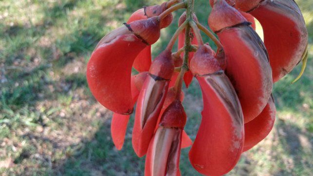 Un bello racimo del ceibo del kilómetro 5 y medio