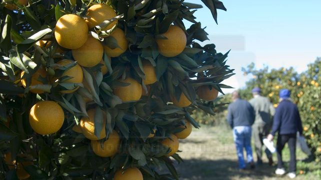 DEvastadora. Aún no hallaron la sintomatología en las plantas más allá de la presencia del insecto que la transmite. DEvastadora. Aún no hallaron la sintomatología en las plantas más allá de la presencia del insecto que la transmite.