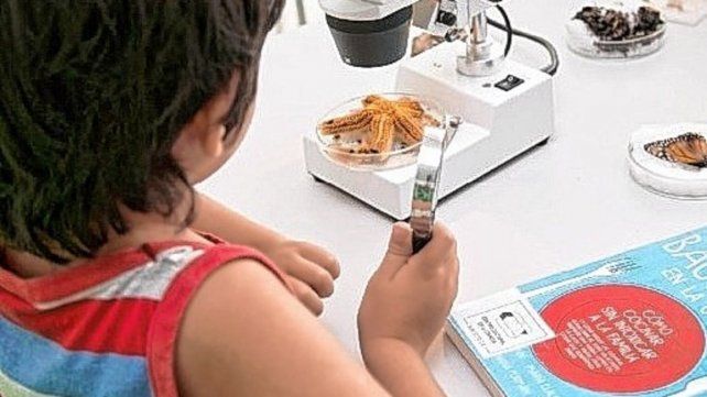 Lo cotidiano. Invita a descubrir distintas formas de hacer ciencia.