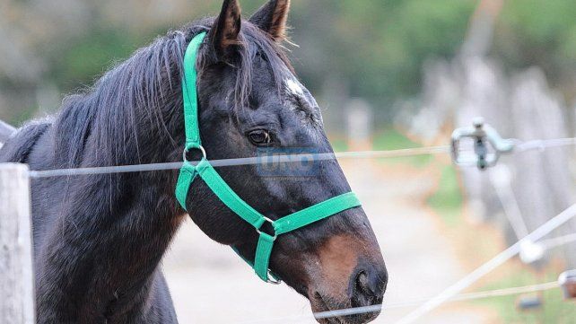 Uno de los tantos ejemplares que cobija Mi reino por un caballo.